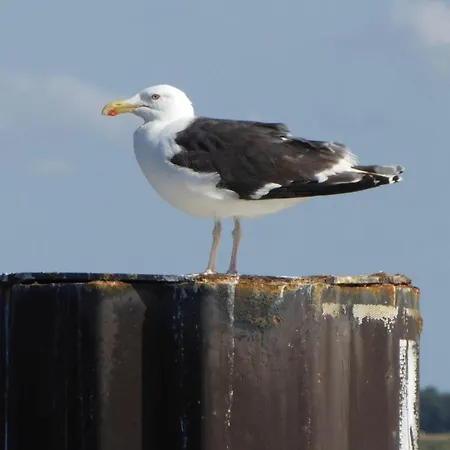 Gut-rattelvitz-galerie-d-hochwertig-sauna-kamin-etankstelle-spielscheune-15-000qm-parkland Lejlighed *
