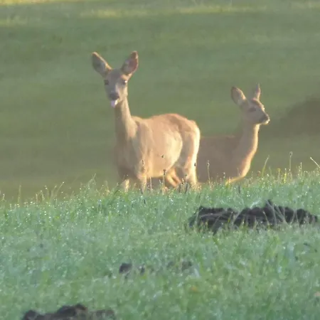 Gut-rattelvitz-galerie-d-hochwertig-sauna-kamin-etankstelle-spielscheune-15-000qm-parkland *