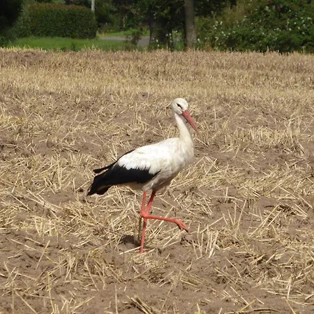 Gut-rattelvitz-galerie-d-hochwertig-sauna-kamin-etankstelle-spielscheune-15-000qm-parkland *