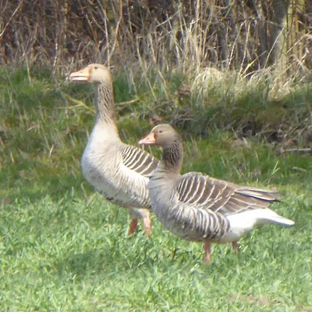 Gut-rattelvitz-galerie-d-hochwertig-sauna-kamin-etankstelle-spielscheune-15-000qm-parkland Lejlighed Gingst